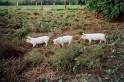 20011025 LE BOSQUET Karen H 17